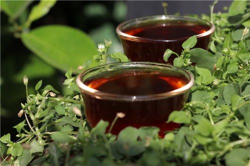 德豐昌2014年金針貢芽 組圖