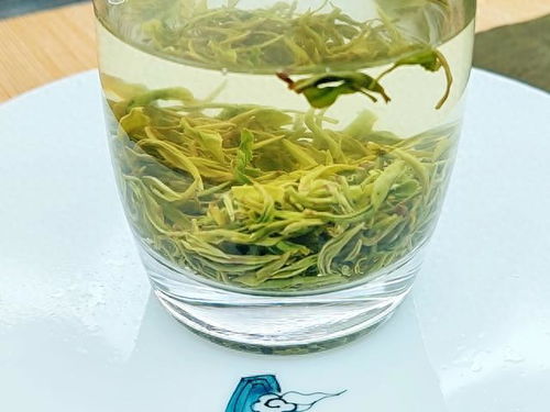 2023綠茶聯賽，江西隊出戰之狗牯腦茶登場